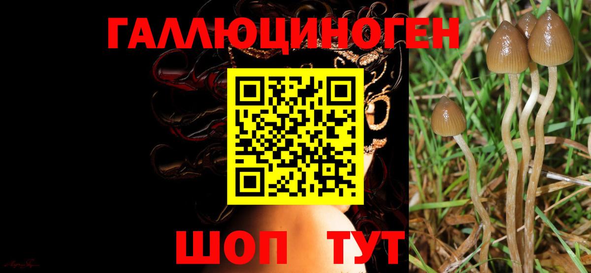 Элиста  сколько стоит  Вход с VPN  Галлюциногенные грибы GOLDEN TEACHER 